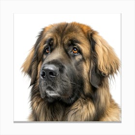 Leonberger Dog Portrait Stampe su tela