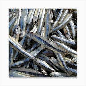 Sardines Canvas Print