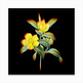 Prism Shift Golden Guinea Vine Dillenia Scandens Botanical Illustration on Black n.0162 Canvas Print