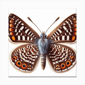 Butterfly of Heteropterys morpheus Canvas Print