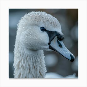 Beautiful Swan 6 Canvas Print