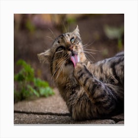 Cat Licking Its Tongue Canvas Print