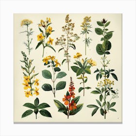 Botanical Illustration Canvas Print