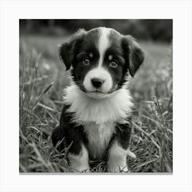 Black And White Puppy 2 Canvas Print