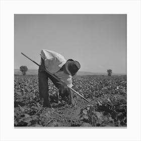 Shelley, Idaho (Vicinity), Japanese Americans Hoeing Sugar Beets On Farm By Russell Lee Canvas Print