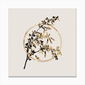 Gold Ring Caragana Sinica Glitter Botanical Illustration n.0332 Canvas Print
