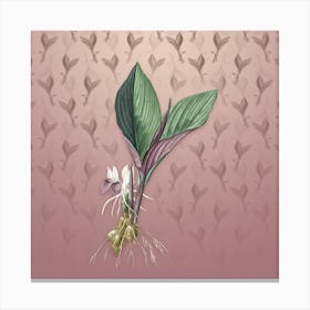 Vintage Koemferia Longa Botanical on Dusty Pink Pattern n.0479 Canvas Print