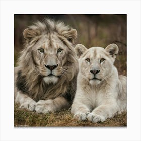 White Lions Canvas Print