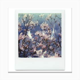 Polaroid Magnolia Blossom 03 Canvas Print
