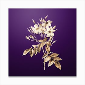 Gold Botanical Musk Rose on Royal Purple n.3592 Canvas Print