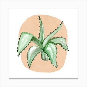 Aloe Vera Canvas Print