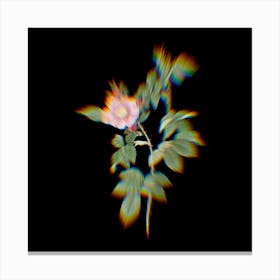 Prism Shift Big Flowered Dog Rose Botanical Illustration on Black n.0085 Canvas Print