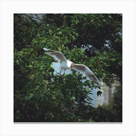 Seagull In Flight Canvas Print