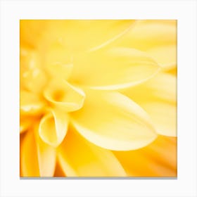 Yellow Dahlia Canvas Print