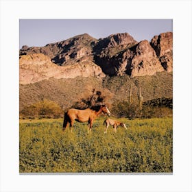 Salt River Wild Horses Canvas Print