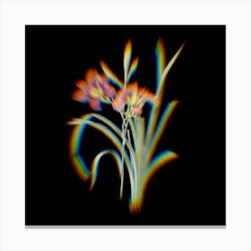 Prism Shift Orange Day Lily Botanical Illustration on Black n.0158 Canvas Print