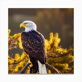 Bald Eagle 1 Canvas Print