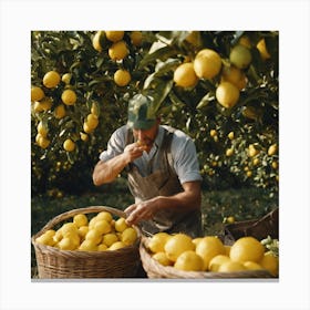 Man Picking Lemons In An Orchard 1 Canvas Print
