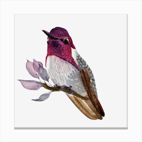 Hummingbird 6 Canvas Print