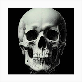 Skull Of A Human Canvas Print