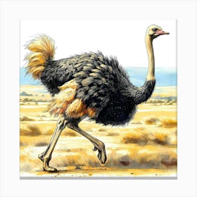 Ostrich Run Color Drawing - Wild Bird Artwork 131 Canvas Print