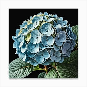 Hydrangea Flower Canvas Print