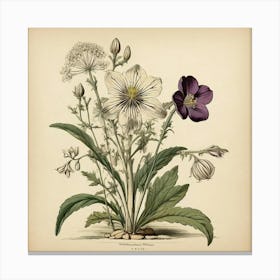 Halonium Wildflower Vintage Botanical Art Print Canvas Print