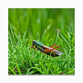 Grasshopper 65 Canvas Print