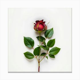 Red Rose Isolated On White Background Canvas Print