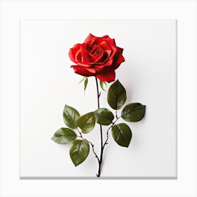 Single Red Rose On White Background Canvas Print