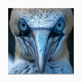 Gannet 1 Canvas Print