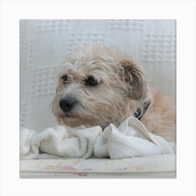 Dog Sitting On A Chair 2 Canvas Print