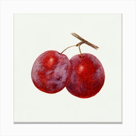 Two Plums Canvas Print