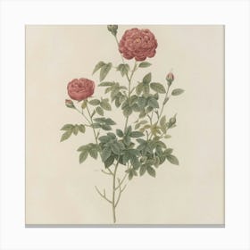 Roses 6 Canvas Print