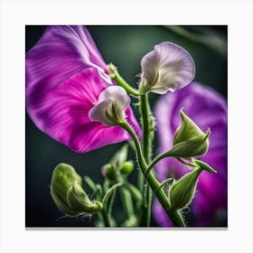 Sweet Peas Canvas Print