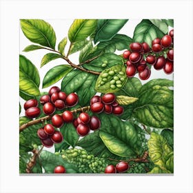 Coffee Berry 1 Canvas Print