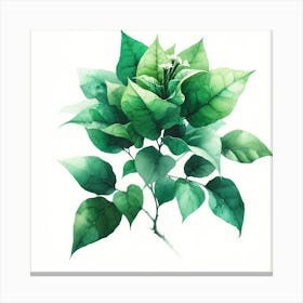 Green Leaves On A Branch Canvas Print