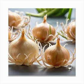 Onion Bulbs Canvas Print