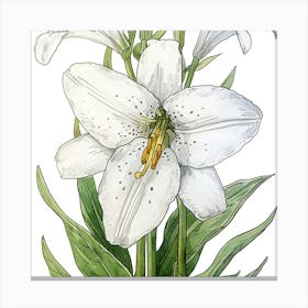 White Lily 1 Canvas Print