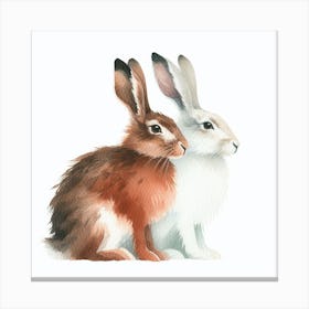 Hares Canvas Print