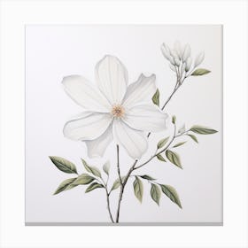 White Magnolia Canvas Print