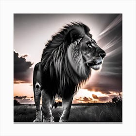 Lion At Sunset 7 Canvas Print