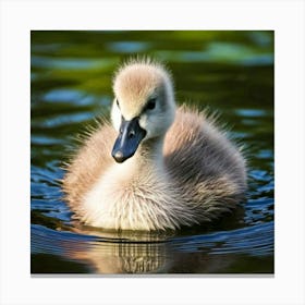 Swan photo 4 Canvas Print