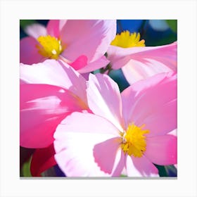 Pink Begonia Blossoms Canvas Print