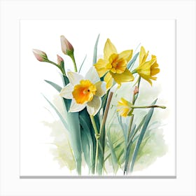 Watercolour of Daffodils Canvas Print