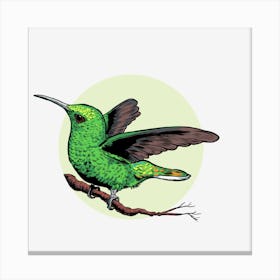 Hummingbird Bird Nature Flying Wildlife Animal Green Feather Tropical Plumage Canvas Print