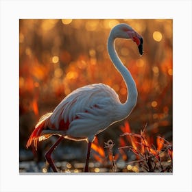 Flamingo 67 Canvas Print