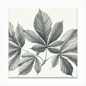 Line Art chestnut leaves Canvas Print