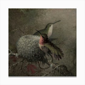 Hummingbirds In Nest 1 Canvas Print