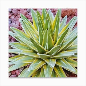 Agave 1 Canvas Print